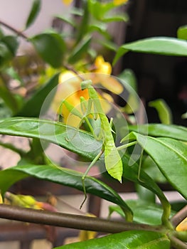 Rhombodera extensicollisÂ Known as praying mantises perched on green leaves against a background of yellow flowers.